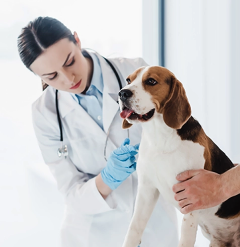 Sındırgı Veteriner